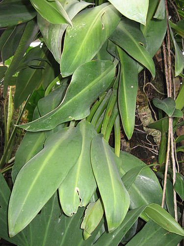 Philodendron martianum